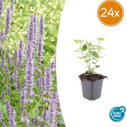 Garden basics 24x Agastache 'Blue Fortune' - ↕10-25cm - Ø9cm (50358)