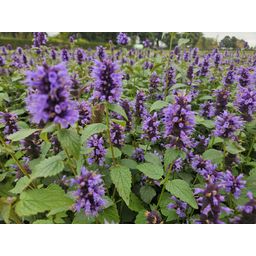 Garden basics 24x Agastache 'Blue Fortune' - ↕10-25cm - Ø9cm (50358)