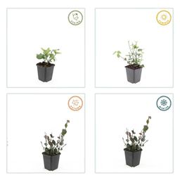 Garden basics 12x Euonymus fort. 'Coloratus' - ↕10-25cm - Ø9cm (47697)