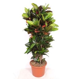 Codiaeum Petra (36580)