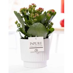 Kalanchoe Red In P&PURE Ivy Ceramics Shiny White (53357)