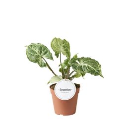 Syngonium Batik (46616)