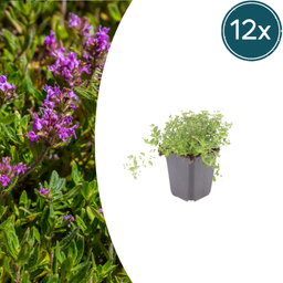 Garden basics 12x thymus serpyllum - ↕10-25cm - Ø9cm (54772)
