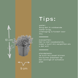 Garden basics 12x thymus serpyllum - ↕10-25cm - Ø9cm (54772)