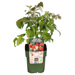 Premium basics 6 x biologische frambozenplanten - Ø 13 cm - ↨ 20 cm (48366)