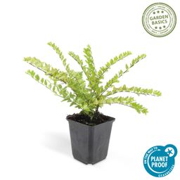 Garden basics 12x Lonicera nit. 'Maigrün' - ↕10-25cm - Ø9cm (46950)