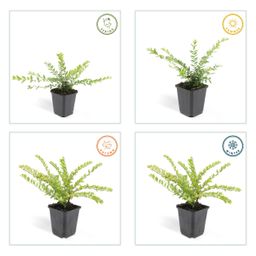 Garden basics 12x Lonicera nit. 'Maigrün' - ↕10-25cm - Ø9cm (46950)