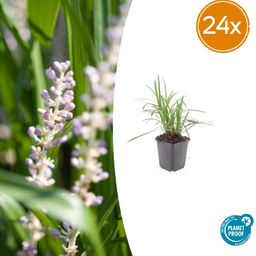 Garden basics 24x Liriope muscari 'Monroe White' - ↕10-25cm - Ø9cm (50474)