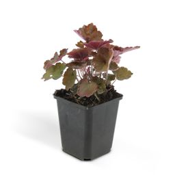 Garden basics 48x Heuchera mic. 'Palace Purple' - ↕10-25cm - Ø9cm (50327)