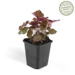 Garden basics 48x Heuchera mic. 'Palace Purple' - ↕10-25cm - Ø9cm (50327)