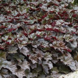 Garden basics 48x Heuchera mic. 'Palace Purple' - ↕10-25cm - Ø9cm (50327)