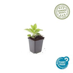 Garden basics 24x Rudbeckia fulgida 'Goldsturm' - ↕10-25cm - Ø9cm (50591)