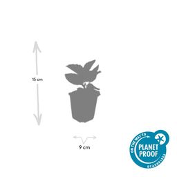 Garden basics 24x Rudbeckia fulgida 'Goldsturm' - ↕10-25cm - Ø9cm (50591)