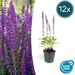 Garden basics 12x Salvia nem. 'Ostfriesland' - ↕10-25cm - Ø9cm (46986)
