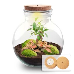 DIY Planten terrarium (met licht) - Teddy Bonsai - Ø 25 cm ↑ 26,5 cm - Met LED-kurk (53776)