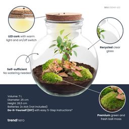 DIY Planten terrarium (met licht) - Teddy Bonsai - Ø 25 cm ↑ 26,5 cm - Met LED-kurk (53776)