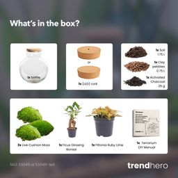 DIY Planten terrarium (met licht) - Teddy Bonsai - Ø 25 cm ↑ 26,5 cm - Met LED-kurk (53776)