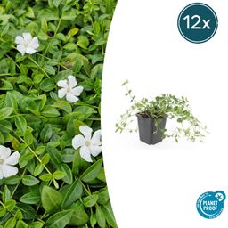 Garden basics 12x Vinca minor 'Gertrude Jekyll' - ↕10-25cm - Ø9cm (48036)