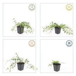 Garden basics 12x Vinca minor 'Gertrude Jekyll' - ↕10-25cm - Ø9cm (48036)