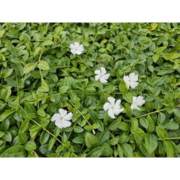 Garden basics 12x Vinca minor 'Gertrude Jekyll' - ↕10-25cm - Ø9cm (48036)