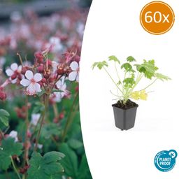 Garden basics 60x Geranium macr. 'Spessart' - ↕10-25cm - Ø9cm (47796)