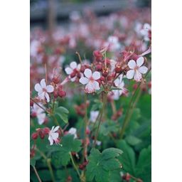 Garden basics 60x Geranium macr. 'Spessart' - ↕10-25cm - Ø9cm (47796)