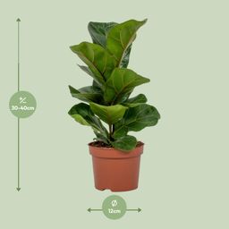 Ficus Lyrata (8720634287340)