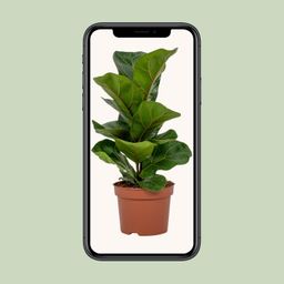 Ficus Lyrata (8720634287340)