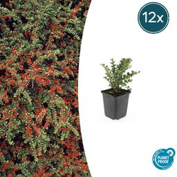 Garden basics 12x Cotoneaster horizontalis - ↕10-25cm - Ø9cm (47678)
