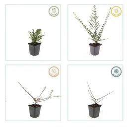 Garden basics 12x Cotoneaster horizontalis - ↕10-25cm - Ø9cm (47678)