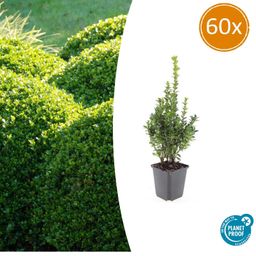 Garden basics 60x Buxus Sempervirens - ↕10-25cm - Ø9cm (48054)