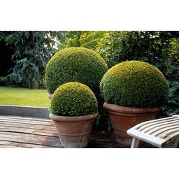 Garden basics 60x Buxus Sempervirens - ↕10-25cm - Ø9cm (48054)