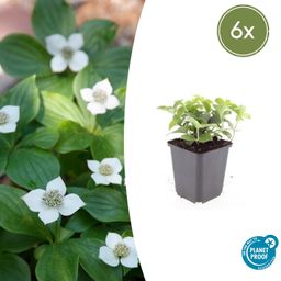 Garden basics 6x Cornus canadensis - ↕10-25cm - Ø9cm (47662)