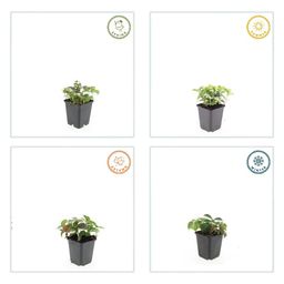 Garden basics 6x Cornus canadensis - ↕10-25cm - Ø9cm (47662)