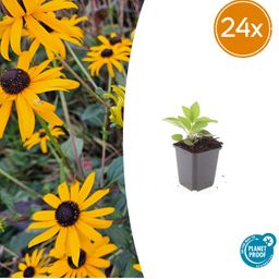 Garden basics 24x Rudbeckia fulgida 'Goldsturm' - ↕10-25cm - Ø9cm (50591)