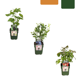 Premium basics "Vruchten feestje" BIO Fruitplanten mix set van 3 verschillende soorten (48360)