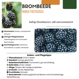 Premium basics "Vruchten feestje" BIO Fruitplanten mix set van 3 verschillende soorten (48360)