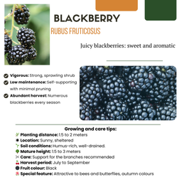 Premium basics "Vruchten feestje" BIO Fruitplanten mix set van 3 verschillende soorten (48360)