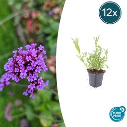 Garden basics 12x Verbena bonariensis - ↕10-25cm - Ø9cm (46996)