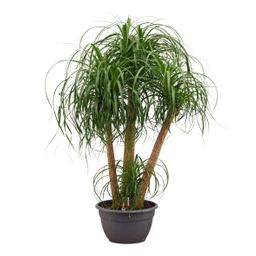 Beaucarnea multi stam (45343)