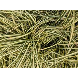 Garden basics 6x Carex oshim. 'Evergold' - ↕10-25cm - Ø9cm (47651)