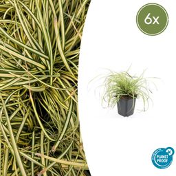 Garden basics 6x Carex oshim. 'Evergold' - ↕10-25cm - Ø9cm (47651)