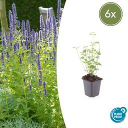 Garden basics 6x Agastache 'Black Adder' - ↕10-25cm - Ø9cm (47558)