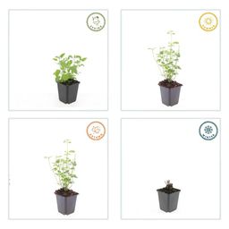 Garden basics 6x Agastache 'Black Adder' - ↕10-25cm - Ø9cm (47558)