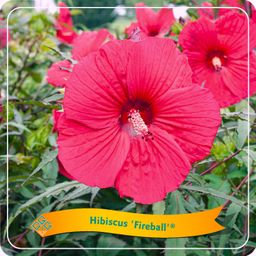 Hibiscus 'Fireball' C5 (33117)