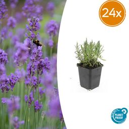 Garden basics 24x Lavandula ang. 'Munstead' - ↕10-25cm - Ø9cm (50460)