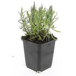 Garden basics 24x Lavandula ang. 'Munstead' - ↕10-25cm - Ø9cm (50460)