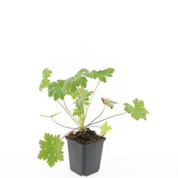 Garden basics 24x Geranium macr. 'Ingwersen's Var.' - ↕10-25cm - Ø9cm (50424)