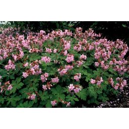 Garden basics 24x Geranium macr. 'Ingwersen's Var.' - ↕10-25cm - Ø9cm (50424)