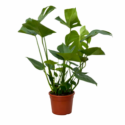 Monstera (35793)